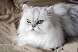 The championship cat show was organized by the feline club of india fci on 13th. Persian Cat Price In Kolkata India