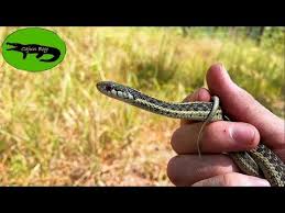 garter snakes actually have venom
