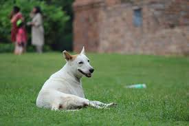 which dog is best for home in india