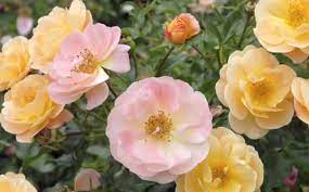 pruning tips for flower carpet roses