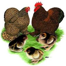 Golden Laced Cochin Bantam Chickens For Sale Chickens