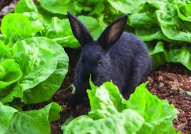 rabbits out of your vegetable garden