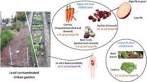 Vegetables In Urban Garden Soils