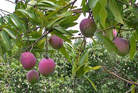 mango gardening solutions