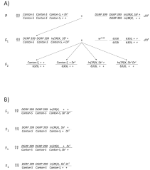 interference hypothesis for recombination suppression in chromosomal figure