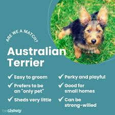 australian terrier breed