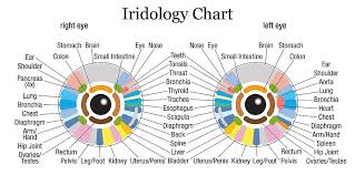 Iridology Chart White