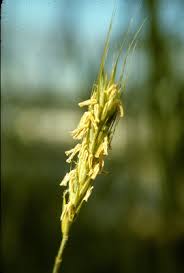 Secale cereale - Michigan Flora