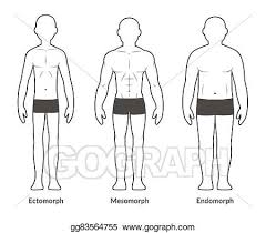 Vector Art Male Body Type Chart Clipart Drawing