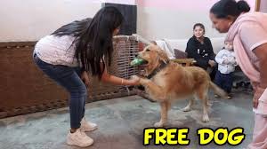 golden retriever adopt free cost