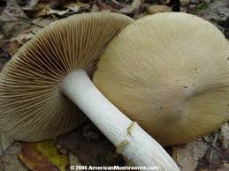The Basics Of Mushroom Identification Americanmushrooms Com