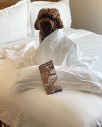 pet friendly new orleans hotel in the