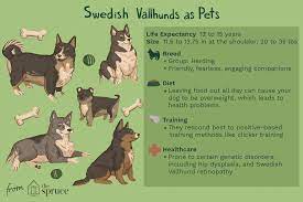 The swedish vallhund is watchful, energetic and alert. Swedish Vallhund Full Profile History And Care