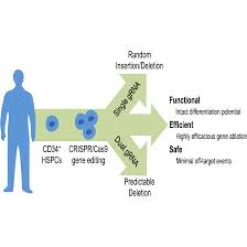 effector cells using crispr cas9