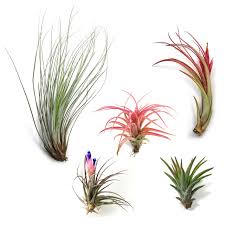 Air plants ( tillandsia) are fun to grow, but they do have specific needs when it comes to their care. Wholesale Special Air Plants Tillandsia Caput Medusae Air Plants Air Plant Supply Co