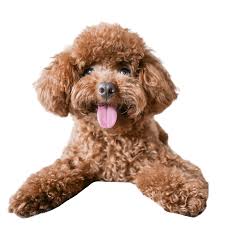 miniature poodle character ownership