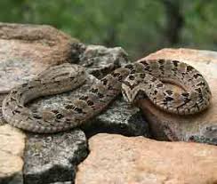 Snakes Species Found In South Africa