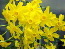 Narcissus jonquilla - Wikipedia