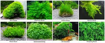 Image result for moss varieties