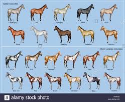 Horse Color Chart Stock Photo 226296250 Alamy