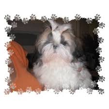 Angel is looking for her loving forever family! 88 Shih Tzu Maltese Mix For Sale In Oklahoma L2sanpiero