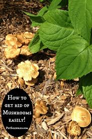 gardening how to remove wild mushrooms