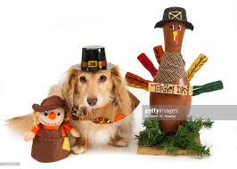 Dog With Scarecrow And Turkey High-Res Stock Photo - Getty Images