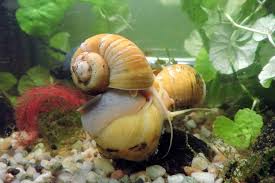 removing snails from your aquarium