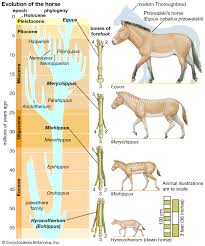 Horse Evolution Of The Horse Britannica