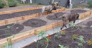 Fence Picket Raised Beds And How They