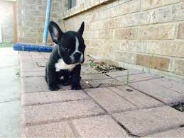 4 things to know about french bulldog puppies. French Bulldog Pets And Animals For Sale San Antonio Tx