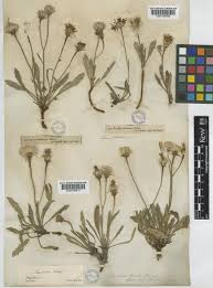 Leontodon berinii (Bartl.) Roth | Plants of the World Online | Kew ...