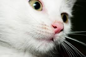 If the cat's nose is regularly sweaty, it suggests the environment is too warm. Is A Dry Cat Nose A Cause For Concern Catster