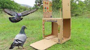 pigeon trap by using cardboard box