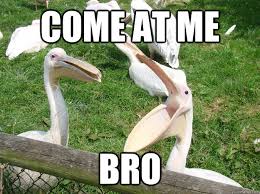 Provocative Pelican memes | quickmeme via Relatably.com