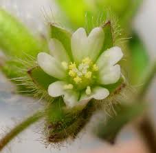 Cerastium brachypetalum - Wikipedia, la enciclopedia libre