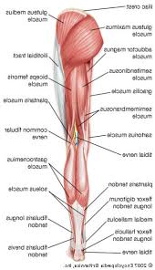 What muscles are in the human leg diagram? Leg Muscles Diagram Worksheet Printable Worksheets And Activities For Teachers Parents Tutors And Homeschool Families
