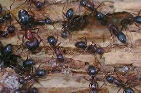 carpenter ants and get rid