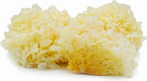 tremella mushrooms information and facts