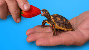world s most por pet tortoise
