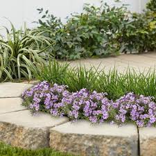 purple creeping phlox perennial plant