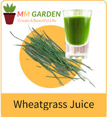 enjoy organic wheat gr juice