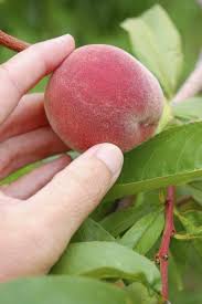 Harvesting Peaches How And When Should A Peach Be Harvested