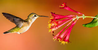 Flowers for hummingbirds bees and butterflies. Attracting Hummingbirds And Butterflies To Your Garden English Gardens