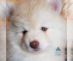 Akc pomeraian puppies for sale in minnesota.we strive for soundness in health and confirmation, breeding only selected dogs from the best champion lines. Puppyfinder Com View Ad Photo 55 Of Listing Pomeranian Pomsky Mix Puppy For Sale Adn 121380 Minnesota Ramsey Usa