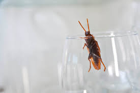get rid of roaches in kitchen cabinets