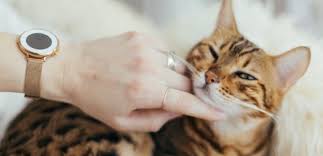 Is it safe and effective? Cbd Oil For Cats What Does Science Say