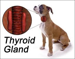 hypothyroidism in dogs