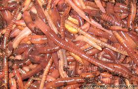 many worms is enough red worm composting