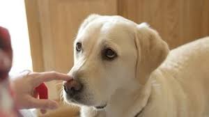 This can make recognizing the condition in dogs, sugar diabetes usually has a slow, gradual onset marked by a steady intensification of symptoms. How Dogs Can Sniff Out Diabetes Youtube